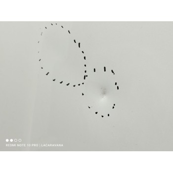 Recambio de capo para skoda karoq (nu) ambition referencia OEM IAM 57A823031B  