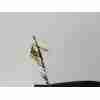 Recambio de paragolpes delantero para ford transit courier trend referencia OEM IAM ET7617K819GDXWAA  