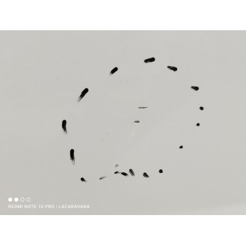 Recambio de puerta trasera izquierda para citroën c3 collection referencia OEM IAM 9002CC  